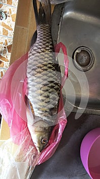semah fresh water fish with gold scale