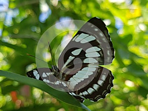 Semana mambal bali butterfly common sailor 2 photo