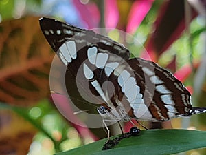 Semana mambal bali butterfly common sailor 1 photo