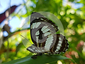 Semana pengiasan bali beautiful butterfly common sailor 6 photo