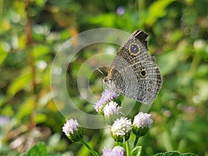 Semana pengiasan bali beautiful butterfly on flower 10 photo