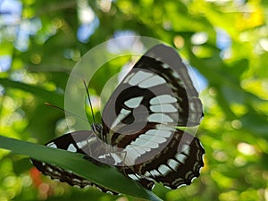 Semana pengiasan mambal bali beautiful butterfly common sailor 4 photo