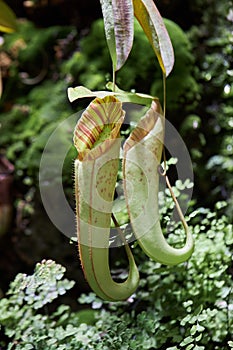 Semar bag Nepenthes is an insectivorous plant, also called carnivorous plant.
