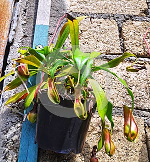 Semar bag plant & x28;kantong semar& x29;, a rare plant from Indonesia photo