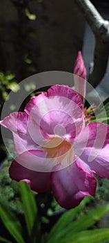 Semboja bloom perfectly photo