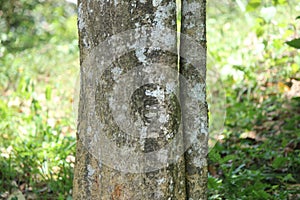 Semecarpus coriacea, Semecarpus coriacea is a species of plant in the family Anacardiaceae. It is endemic to Sri Lanka.