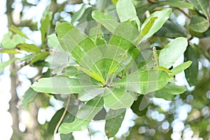 Semecarpus coriacea, Semecarpus coriacea is a species of plant in the family Anacardiaceae. It is endemic to Sri Lanka.