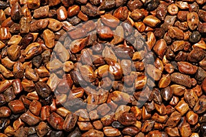 Semen Cassia Seeds