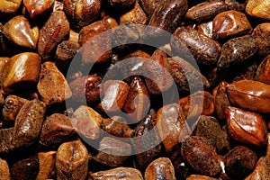 Semen Cassia Seeds