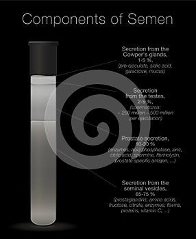 Semen Components Infographic Test Tube Medical Chart