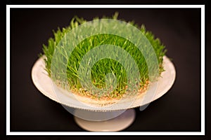 Semeni grass as novruz holiday icon photo