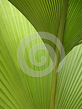 Semi-abstract green palm fronds photo