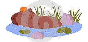 Semi aquatic capybara. Cartoon cute animal in natural habitat, wild herbivore mammal resting in pond flat vector illustration