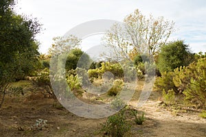 Semi-arid area with bushes and trees with a cloudy blue sky in the background photo