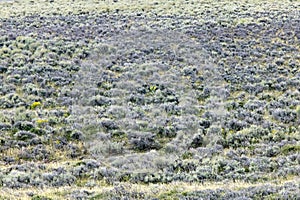 Semi arid field landscape in southwest Wyoming photo