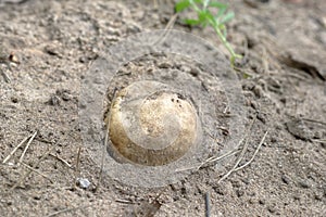 Semi buried a pigskin poison puffball