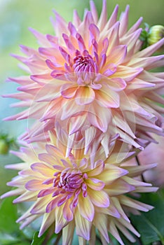 Semi-cactus Dahlias Two blossoms close-up outdoor