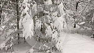 Semi close up of pine tree branches covered with snow