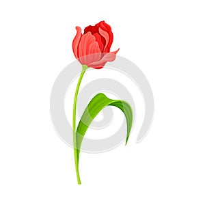 Semi-closed Red Tulip Flower Bud on Green Erect Stem with Blade Vector Illustration photo