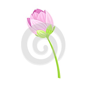 Semi-closed Tender Lotus Flower Bud on Leaf Stalk Vector Illustration