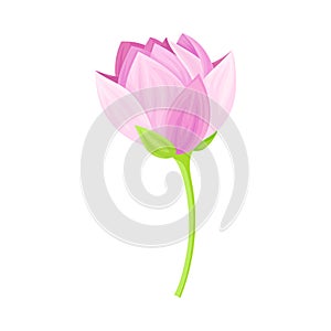 Semi-closed Tender Lotus Flower Bud on Leaf Stalk Vector Illustration