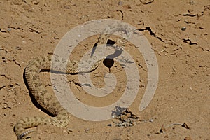 Semi Coiled Rattle Snake