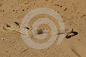 Semi Coiled Rattle Snake on the Move