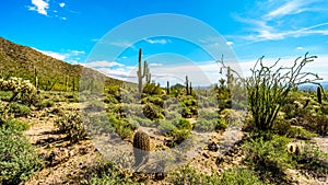 The semi desert landscape of Usery Mountain Reginal Park with many Saguaru, Cholla and Barrel Cacti