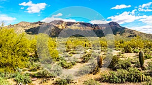 The semi desert landscape of Usery Mountain Regional Park with many Octillo, Saguaru, Cholla and Barrel Cacti