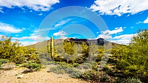 The semi desert landscape of Usery Mountain Regional Park with many Octillo, Saguaru, Cholla and Barrel Cacti