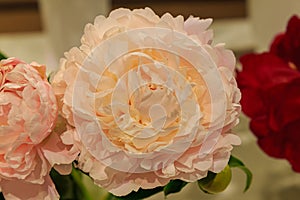 Semi-double blushed pink peony Margaretâ€™s Delight lactiflora closeup