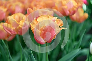 Semi-double tulip Tulipa Astronaut Andre Kuipers, bright orange-red flowers