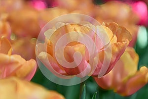 Semi-double tulip Tulipa Astronaut Andre Kuipers, orange-red flowers