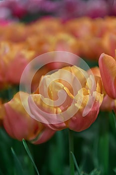 Semi-double tulip Tulipa â€˜Astronaut AndrÃ© Kuipersâ€™ orange-red flowers