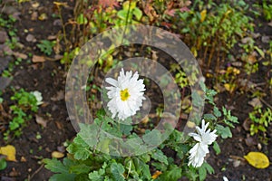 Semi double white flowers of two Chrysanthemums