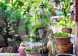 Semi-dry plants and flowers in clay pots