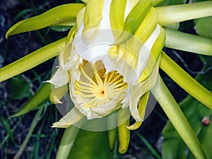 Semi-enclosed large flower of a queen of the night of a Selenicereus grandiflorus