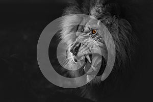 Semi-grayscale shot of a roaring lion with yellow eyes, selective color