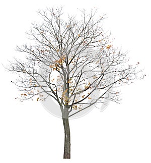 Semi Leafless Maple tree isolated on white background