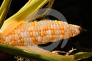 A semi opened ear of corn isolated on a black background