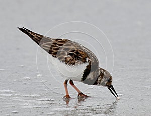 Semi-palmated Plover #2