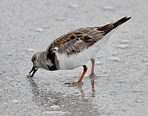 Semi-palmated Plover 3