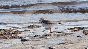 Semi palmated plover foraging for food along a beach