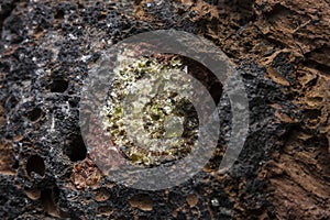 Semi-precious stone olivine in basalt