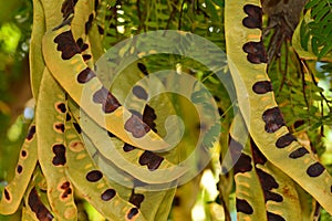 Fruits on the branches of a three-spined acacia photo