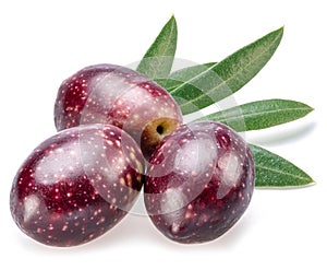 Semi-ripe olive berries and olive leaves on white background