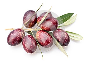 Semi-ripe olive berries on olive twig on white background