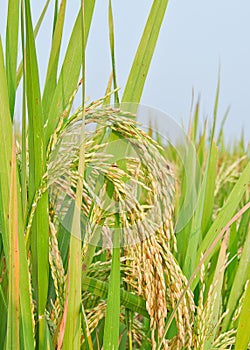 Semi ripen paddy kernels