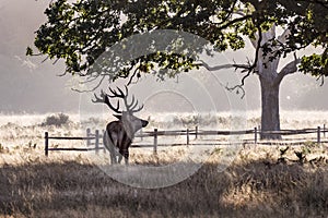 Semi silhouette of tough strong Male deer