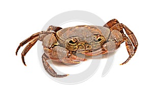 Semi-terrestrial freshwater crab